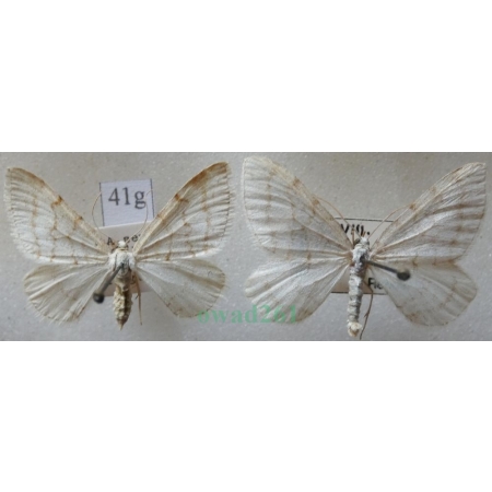 Mesotype verberata (Scopoli, 1763) pair Peryzoma żyłkowana Czech41g